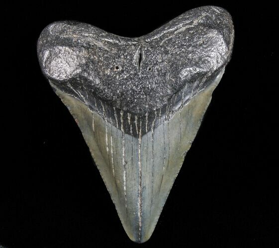 Juvenile Megalodon Tooth - South Carolina #74207